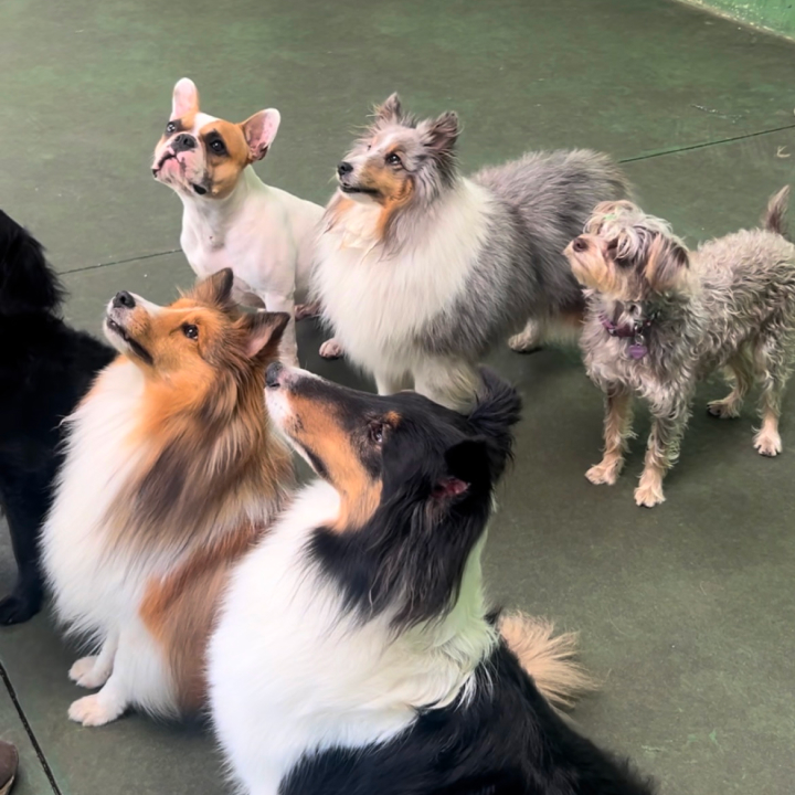 Cães felizes na escola